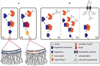 Trans-kingdom fungal pathogens infecting both plants and humans, and the problem of azole fungicide resistance
